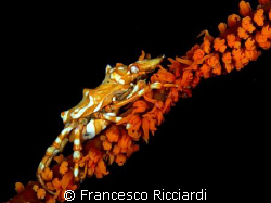 Very nice small crab on a wire coral! by Francesco Ricciardi 